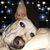 Nader Gamez Rosales's profile image