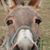 Chris Finchum's profile image