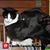 Andrea Fahringer's profile image