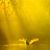 Reem Hal's profile image