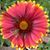 Ida Wayman's profile image