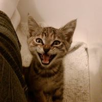 Brittany Rodeo's profile image