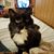 Denise Pelletier's profile image