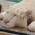 Jodi McLaren's profile image