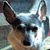 Brian Altonen's profile image