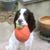 Harry Kintzi's profile image