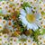 Mary Harris's profile image