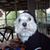 Deborah Jansen Ashbaugh's profile image