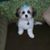 Sue Brown's profile image