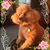 Lynn McGowan's profile image