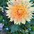 Leslie Ann Chalker's profile image