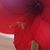 Kaylan Avaux's profile image
