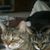 Lynne Marie Torgersen's profile image