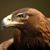 Alan McCloskey's profile image