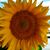 Fowles Photos Catina's profile image