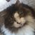 Paulette Santone's profile image