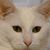 Mary Ann Longoria Smith's profile image