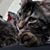Jake Koukel's profile image