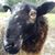 Windy Hill Farm's profile image