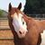 Sharon Ford's profile image