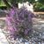 Dixie Cruse's profile image