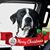 Cheri Carbone's profile image