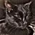 Samantha Elkins's profile image