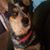 Doug LaDuron's profile image