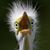 Anne K. Mulligan's profile image