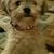 Karen Deiter's profile image