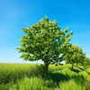forever20062's profile image