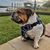 Holly Montone's profile image