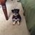 Diane Ueberfluss-Tanner's profile image