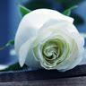 April J.'s profile image