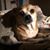 P Dee Hewett's profile image