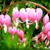 Denise Hartman Strait's profile image