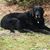 Jack Williamson Gibson's profile image