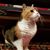 Nancy Kirk-Rapp's profile image