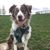 Sheryl Hutchinson's profile image