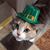 Gail Purcell's profile image
