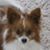 Diane Splettstoeszer's profile image