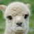 Jebediah Morningside's profile image