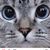 Molee Dresser's profile image