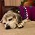 Lois Hamilton-Lindahl's profile image