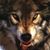 Candi Wear's profile image