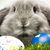 MaryAnn Morfitt's profile image