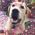 Linda Arlene Spedaliere's profile image