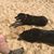Louise Soden's profile image