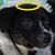 Gio Bedon-Zink's profile image