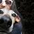 Sandya Figueiredo's profile image